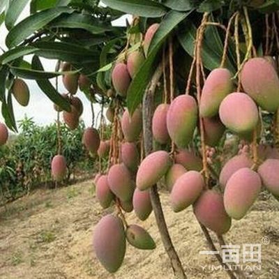 芒果四川攀枝花市_批發_供應-一畝田農業網_專業的農產品信息商務平臺