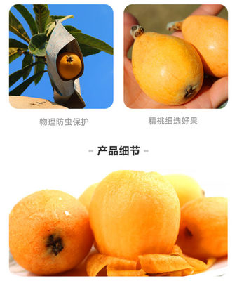 攀枝花枇杷苗多少錢、攀枝花大五星枇杷苗苗圃