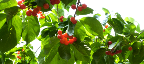 攀枝花市仁和區人民政府