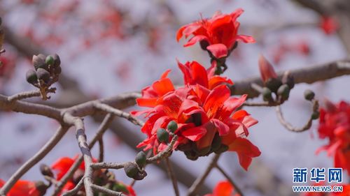 早春時節,到武定吃攀枝花吧