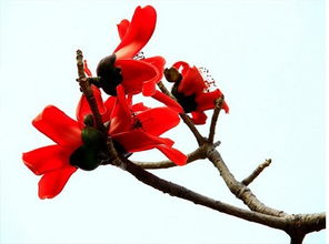 文藝范 沒(méi)坐過(guò)綠皮火車(chē)算什么文藝青年