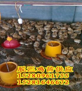 攀枝花土雞苗,攀枝花土雞苗銷(xiāo)售_農(nóng)副產(chǎn)品_世界工廠網(wǎng)