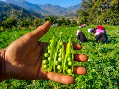 攀枝花市仁和區(qū)人民政府