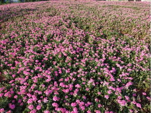 2019年四川省第二十五期花卉觀賞指數(shù)