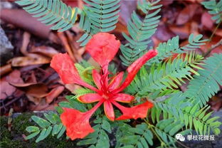 攀枝花這個(gè)地方好熱鬧,曬花曬樹曬美女 各種曬 十分養(yǎng)眼