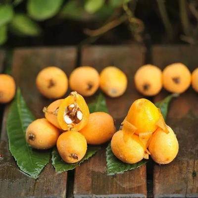 春季感冒咳嗽高發期,這些水果好吃又養生。