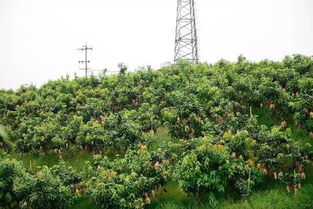 步步高精準扶貧首入川西南,10萬斤凱特芒解果農燃眉之急