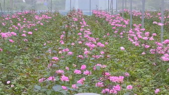 今年中秋,攀枝花最佳賞月時(shí)間是......小長(zhǎng)假還可以去哪兒嗨 看過來(lái)