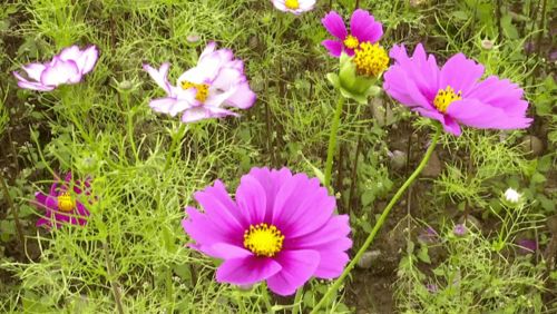 ta竟藏在這里 攀枝花這片格?；êＨ侨俗? class=