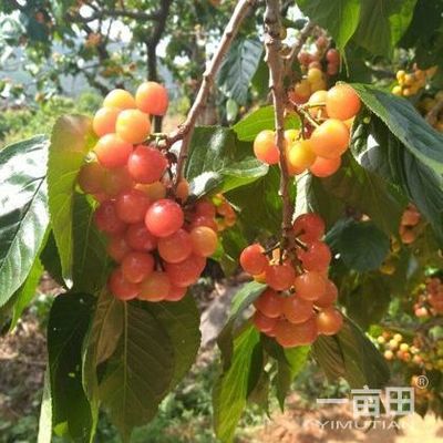 櫻桃四川攀枝花仁和區(qū)_批發(fā)_供應(yīng)-一畝田農(nóng)業(yè)網(wǎng)_專業(yè)的農(nóng)產(chǎn)品信息商務(wù)平臺