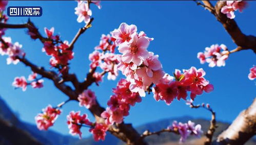 約起來 花海里打卡四川春天