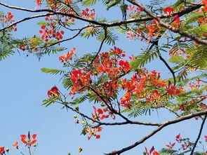 2018攀枝花市鳳凰花節(jié)火熱開(kāi)啟,最美的鳳凰花海已盛開(kāi) 你來(lái)不來(lái)