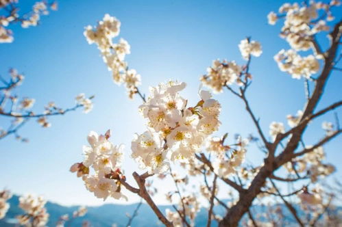 不負(fù)春光 攀枝花人民開(kāi)啟 云賞花 模式