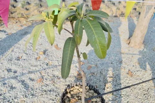 攀枝花人家家都有的仁和20年老字號(hào),居然是ta 你吃過嗎