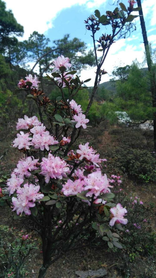 攀枝花人快看今年最新索瑪花觀賞指南 小長假你才不會(huì)白跑