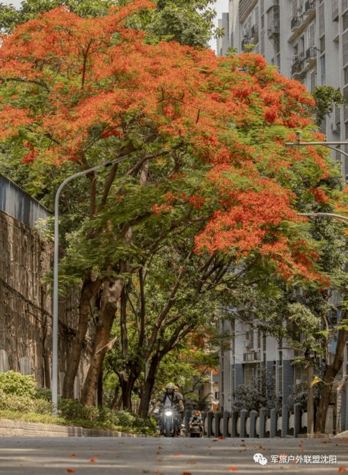 攀枝花 中老年人養生度假的完美旅行清單