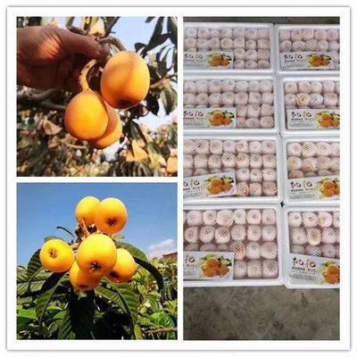 品攀枝花五星枇杷，享舌尖上的自然饋贈